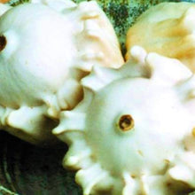 Load image into Gallery viewer, Gourd Seeds | Crown of Thorns Shenol | NON-GMO | Heirloom | Fresh Garden Seeds