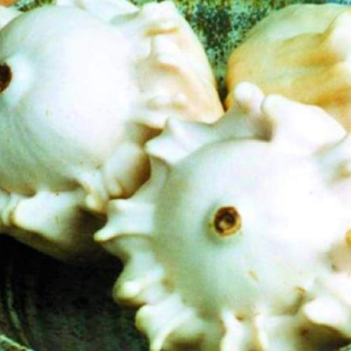 Gourd Seeds | Crown of Thorns Shenol | NON-GMO | Heirloom | Fresh Garden Seeds