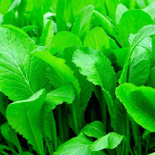 Load image into Gallery viewer, Florida Broadleaf Mustard Seeds | NON-GMO | Fresh Garden Seeds