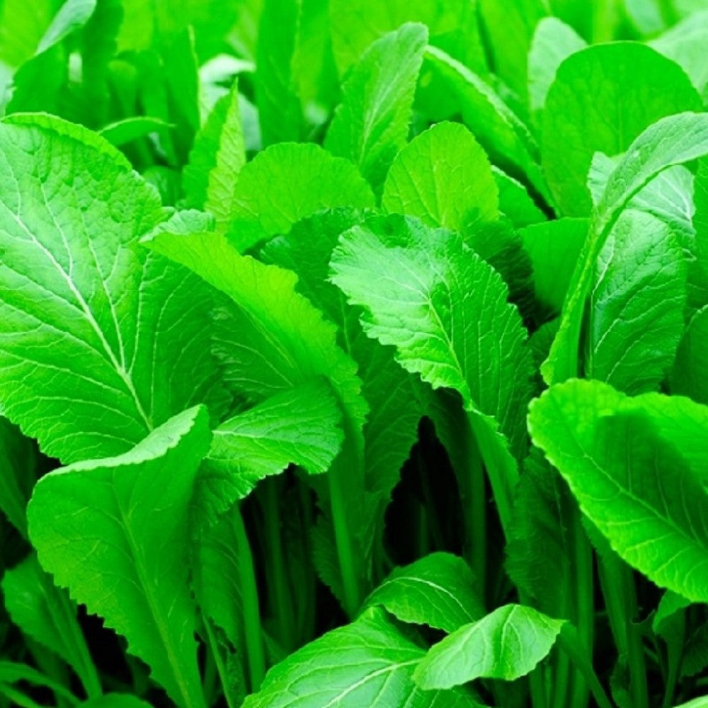 Florida Broadleaf Mustard Seeds | NON-GMO | Fresh Garden Seeds