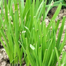 Load image into Gallery viewer, Garlic Chives Seeds | NON-GMO | Instant Latch Fresh Garden Seeds
