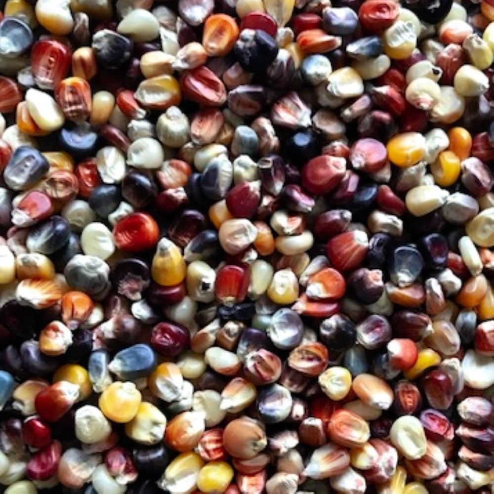 Ornamental Indian Corn Seeds | Heirloom | Fresh Garden Seeds