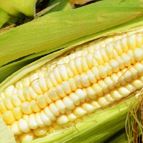 Pencil Cob Corn Seeds | Heirloom | Fresh Garden Seeds