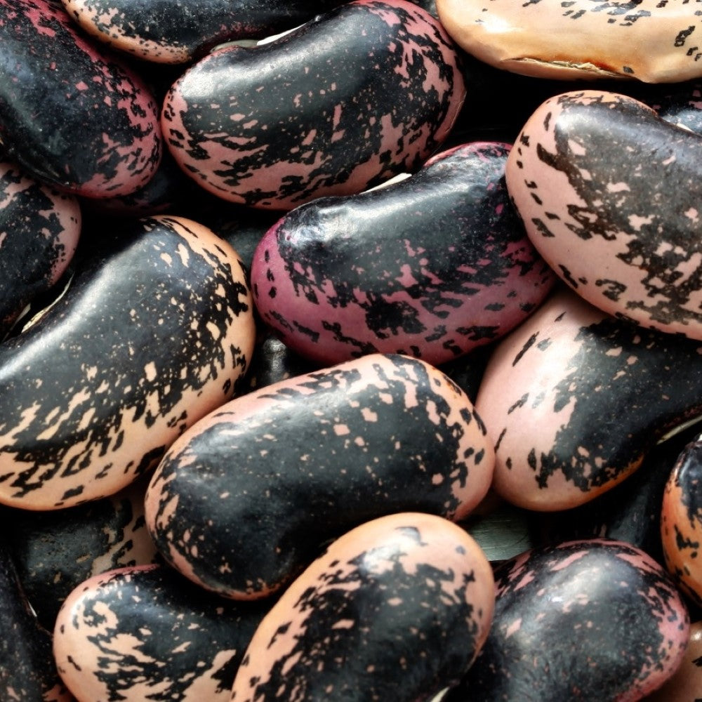 Scarlet Runner Bean Seeds | NON-GMO | Fresh Garden Seeds