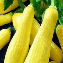 Load image into Gallery viewer, Straightneck Squash | NON-GMO | Fresh Garden Seeds