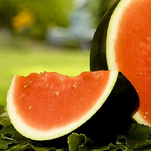 Sugar Baby Watermelon | NON-GMO | Instant Latch Fresh Garden Seeds