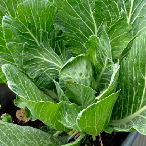 Vates Collards Seeds | NON-GMO | Fresh Garden Seeds