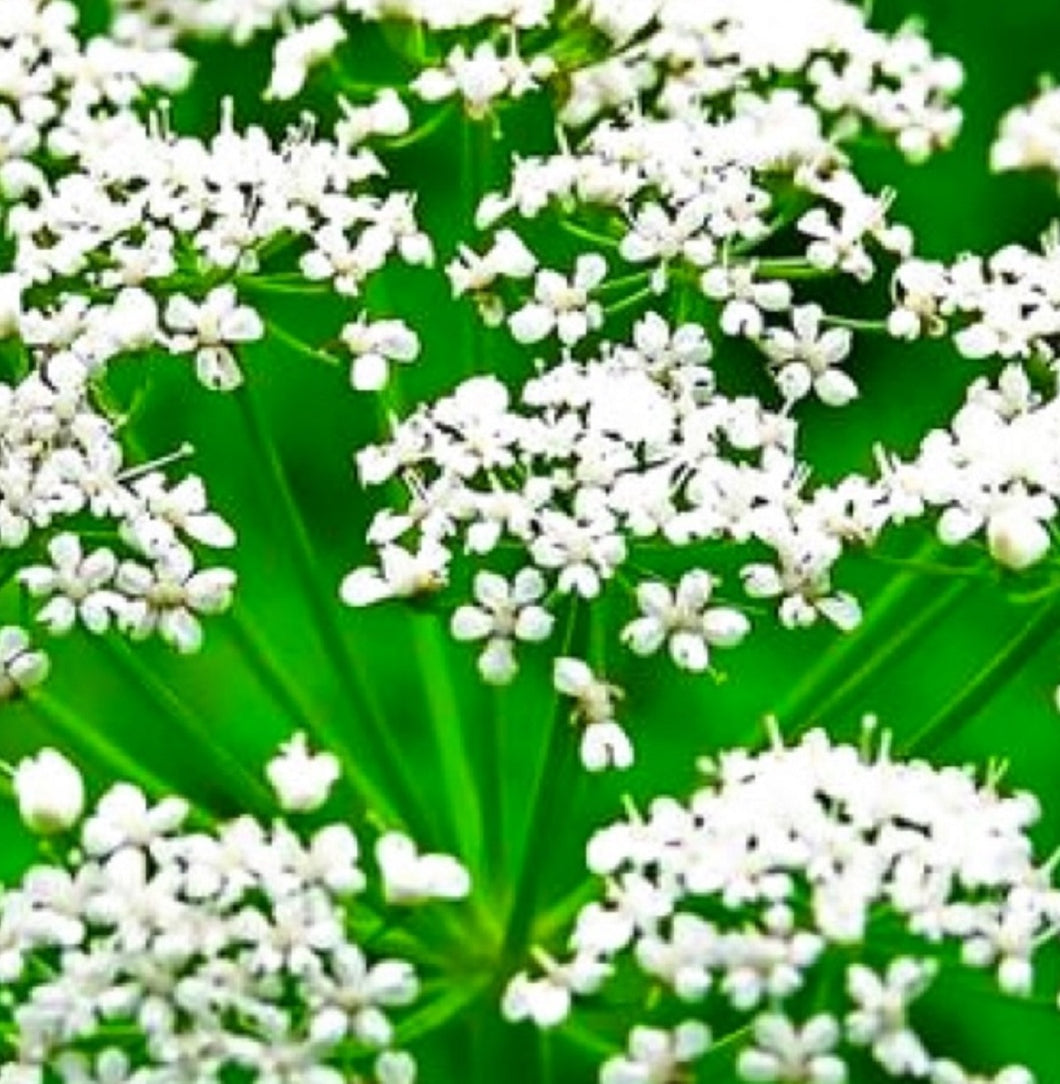 Anise Seeds | NON-GMO | Heirloom | Fresh Garden Seeds