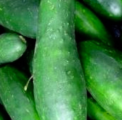 Ashley Cucumber Seeds | NON-GMO | Heirloom | Fresh Garden Seeds