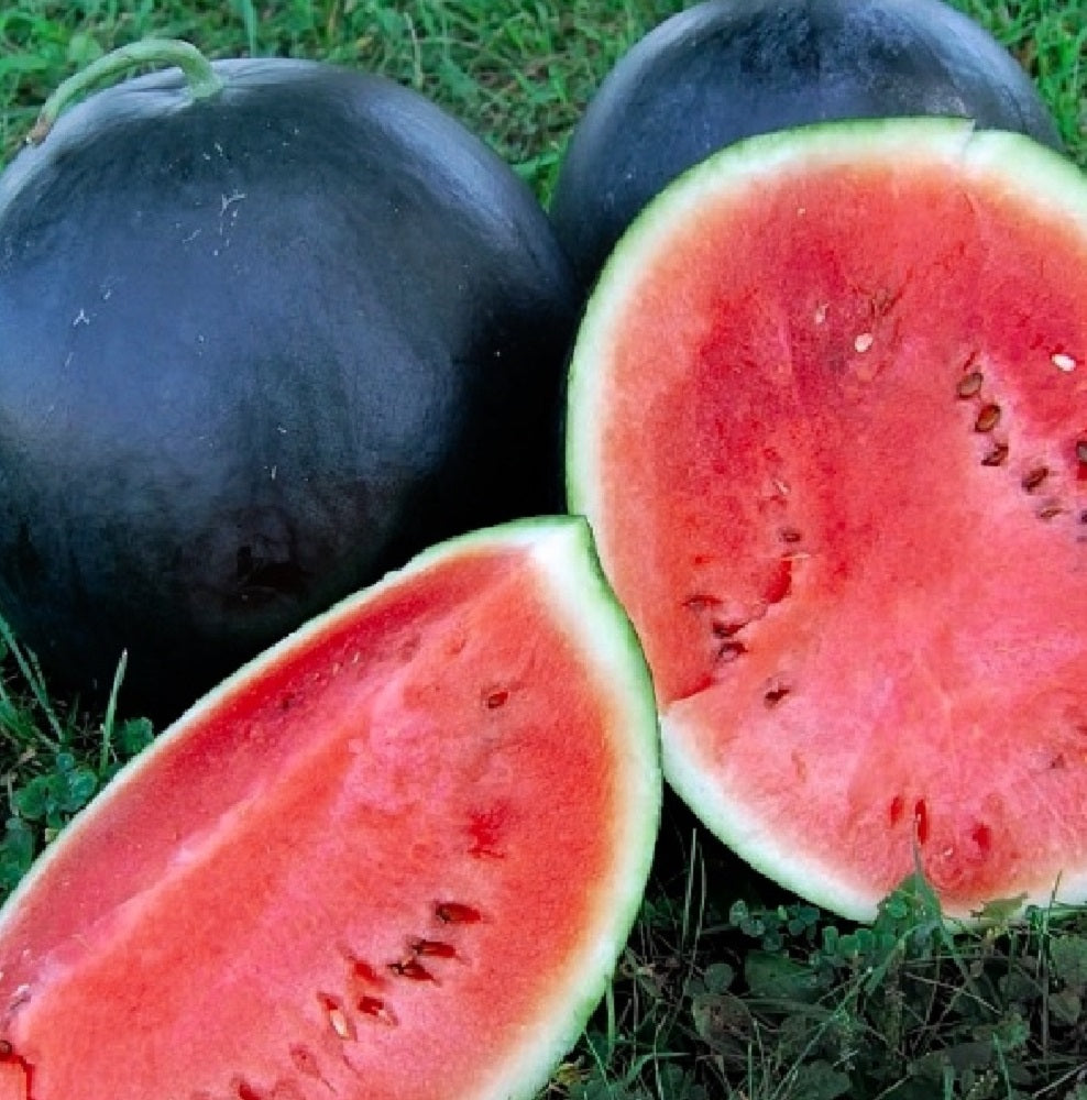 Black Diamond Watermelon Seeds | NON-GMO | Heirloom | Fresh Garden Seeds