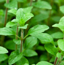 Load image into Gallery viewer, Common Italian Oregano Seeds | NON-GMO | Heirloom | Fresh Garden Seeds